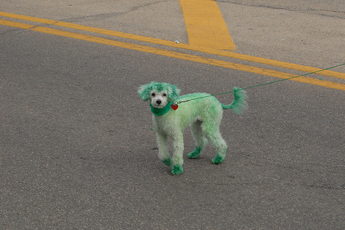 Chicago Saint Patrick's Day Green Dog.jpg