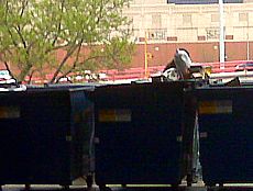 Chicago Poor Dumpster Diving1.jpg