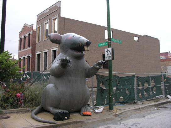 Big Rat in Bridgeport.jpg