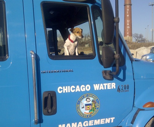 Chicago DOWM Watchdog 1.jpg